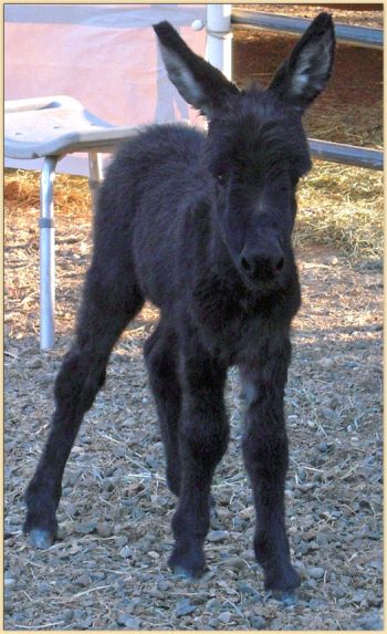 Click photo of miniature donkey to enlarge