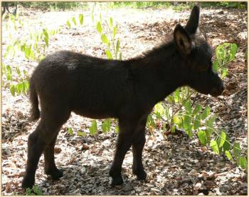 Click photo of miniature donkey to enlarge