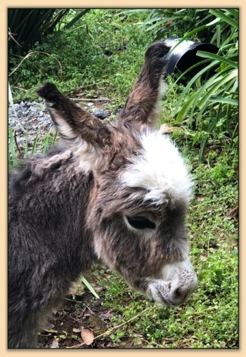 Miniature Donkey For Sale!