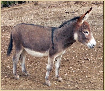 Little Friend's Nutmeg