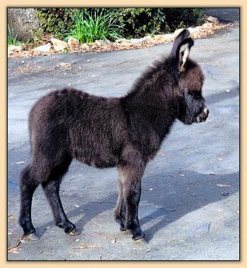 Mossy Oak's Fernando, Very Dark Brown Jack Miniature Donkey For Sale.