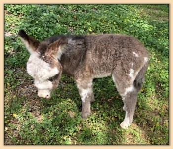 Mossy Oak's Holy Connoli, spotted jack for sale at Mossy Oaks in California.