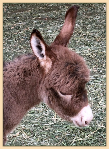 Mossy Oak's Hot Topic, Red Miniature Donkey Jack for sale at Mossy Oak's in California.