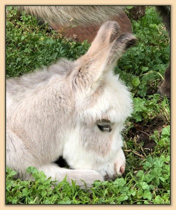 Mossy Oak's Sweet T, miniature donkey for sale at Mossy Oaks in California