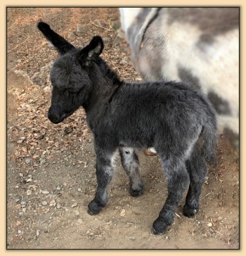 Mossy Oak's Char-Coal-Ette, miniature donkey for sale at Mossy Oak's Farm in California!