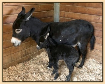 Mossy Oaks Tiffany, miniature donkey foal born at Mossy Oak's Farm in California.