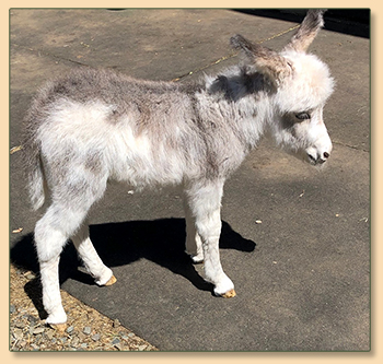 Mossy Oaks Oopsiy Daisy, spotted miniature donkey for sale.