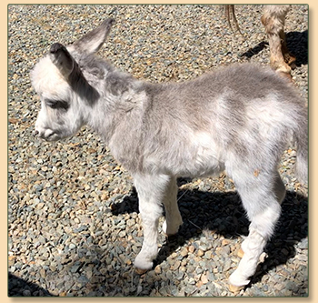 Mossy Oaks Oopsy Daisy, spotted miniature donkey for sale.