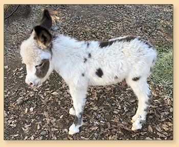 Mossy Oak's Just A Gigalo (Zibby), spotted miniature donkey jack for sale.