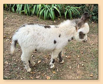 Mossy Oak's Just A Gigalo (Zibby), spotted miniature donkey jack for sale.