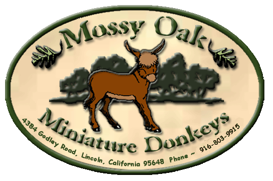 Mossy Oak Farm Miniature Donkeys