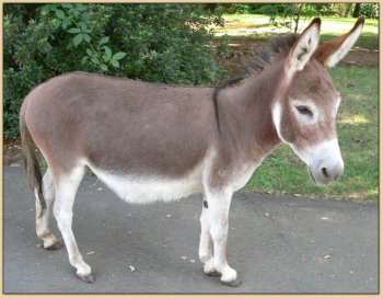 Welcome to Mossy Oaks Miniature Donkeys