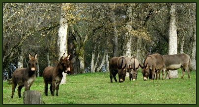Welcome to Mossy Oaks Miniature Donkeys