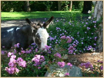 Stop and Smell the Flowers