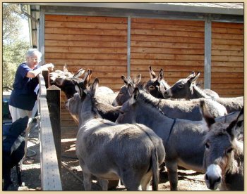 Oma, aka Carrot Lady, and Donks