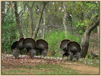 Turkeys