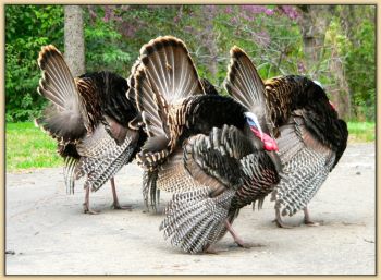 Turkeys