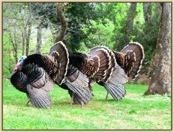 Turkeys