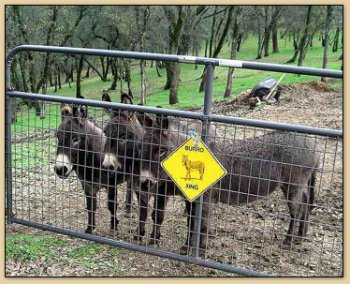 Burro Crossing