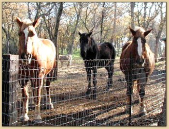 Our Three Big Horses