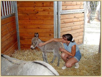 In the Barn