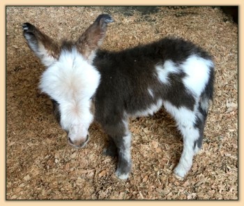 Mossy Oak Miniature Donkey Farm - Donkeys We've Sold