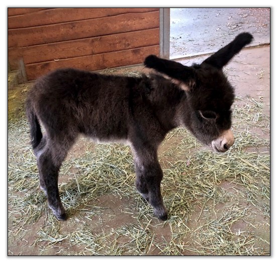 mini donkey for sale ohio