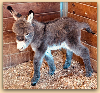 Mossy Oak's Benjakin Button