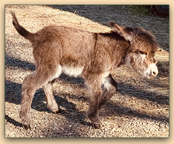 Mossy Oak's Benjakin Button