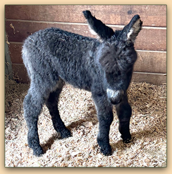 Mossy Oaks Gabriella