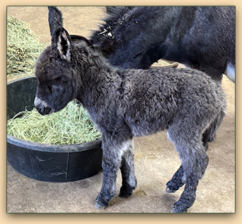 Mossy Oaks Gabriella