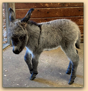 Mossy Oaks Genevieve