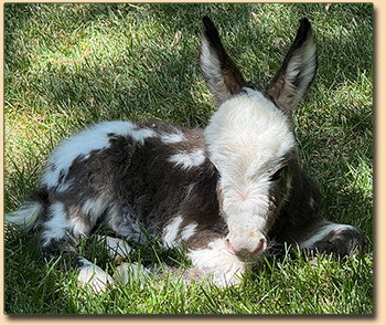 Tiny Dark Spotted Jack For Sale