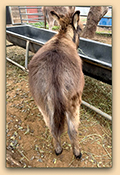 Mossy Oaks Itsy Bitsy, miniatue donkey for sale.