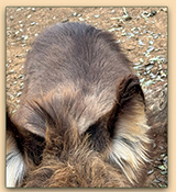 Mossy Oaks Itsy Bitsy, miniatue donkey for sale.