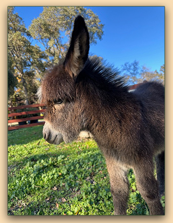 Mossy Oaks Miss Olicia