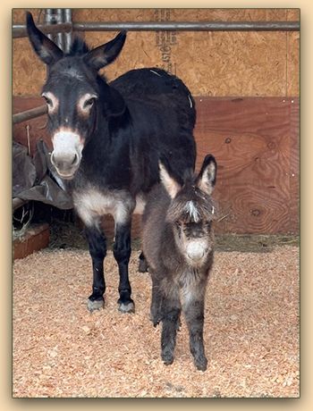 Mossy Oaks Miss Olicia