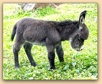 Mossy Oaks Tat or Tot